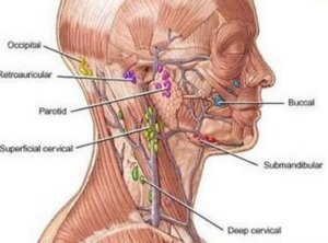 lymph nodes of neck