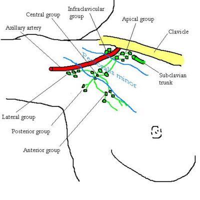 axillary lymph nodes