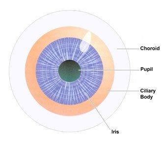 eye parts choroid pupil ciliary body