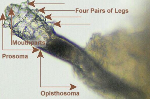 Demodicosis mite parts